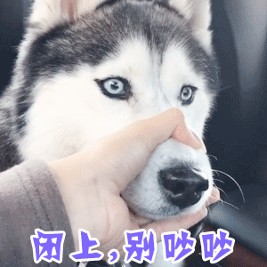 哈士奇被捂鼻子：闭上，别吵吵！