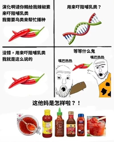 这是一张四格连环图文混排梗图，结合进化论知识与幽默元素。左上格：两颗红辣椒配文“演化啊请你赐给我辣椒素来吓阻哺乳类 我需要鸟类来帮忙播种”，拟人化辣椒表达进化需求；右上格：DNA双螺旋结构配文“用来吓阻哺乳类？”，似在反问确认；左下格：同样的辣椒配文“没错，用来吓阻哺乳类 我就是这么说的”，强调初衷；右下格：两个卡通人类形象，一人手持辣椒表情震惊说“等等什么鬼 嘴巴热热”，另一人张大嘴巴喊“嘴巴热热”，展现人类对辣味的反应。底部一排展示多种辣椒酱瓶，下方配文“这他妈是怎样啦？！”，以辣椒的视角吐槽人类反而将辣味发展成美食文化的反差。