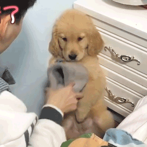 金毛幼犬举爪认错萌图GIF