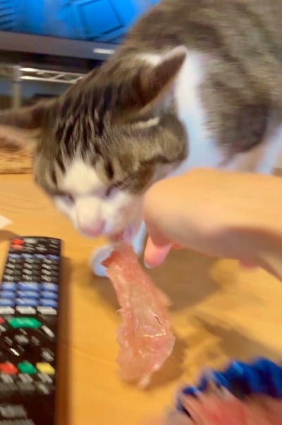 这是一张实拍的日常生活照片，画面主体是一只灰白相间的宠物猫正凑在木质桌面上，低头啃咬人类递过来的生肉片，画面左侧的桌面上摆放着一个多按键的电视遥控器，背景处能看到电视机的部分机身，整体呈现出家庭中给宠物喂食的温馨日常场景，画面因拍摄动态存在轻微模糊。