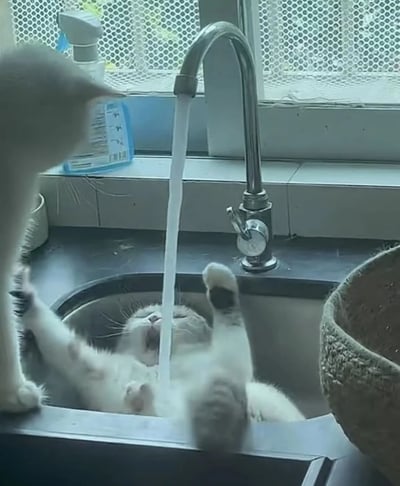 图片展示了两只猫咪在厨房水槽边的有趣场景。一只灰白相间的猫咪仰躺在水槽中，四肢舒展，前爪微微抬起，嘴巴张开正对着水龙头流出的细长水流，仿佛在直接饮用；另一只灰色猫咪则站在水槽边缘，侧身低头注视着水槽中的同伴，画面充满生活气息与萌趣。背景可见带网格的窗户、洗手台台面及旁边的清洁剂瓶，整体场景温馨自然。
