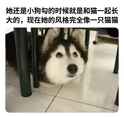 一只哈士奇躲在桌子底下，抬头向上看，表情无辜。图片上方配有文字说明这只狗从小和猫一起长大，现在行为举止像猫一样。这张图通过可爱的动物反差萌制造笑点，展现了环境对动物行为的有趣影响。