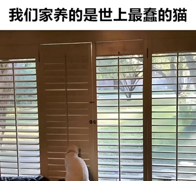 图片上方有黑色加粗文字“我们家养的是世上最蠢的猫”，下方是一只白猫正专注地用头或爪子试图推开一扇关闭的百叶门，而旁边的百叶窗是打开的，可以看到窗外的绿色草坪和树木。猫咪没有选择从开着的窗户出去，反而执着于关闭的门，形成一种反差萌的“蠢萌”效果，让人觉得既好笑又无奈。