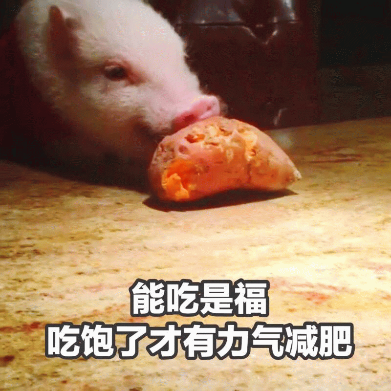 小猪啃红薯：能吃是福，吃饱才有力气减肥