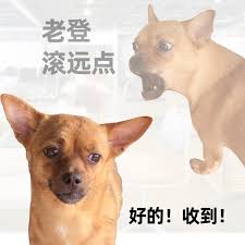 图片左侧为一只表情平静的棕色小狗注视前方，右侧是另一只棕色小狗张嘴吠叫的动态瞬间。左侧配有文字“老登 滚远点”，底部则有“好的！收到！”的回应文字。整体通过动物表情与文字结合，利用“老登”这一网络热梗（谐音拜登，含讽刺意味）制造幽默效果，展现对特定对象的戏谑性驱赶及狗子“秒回应”的趣味场景。