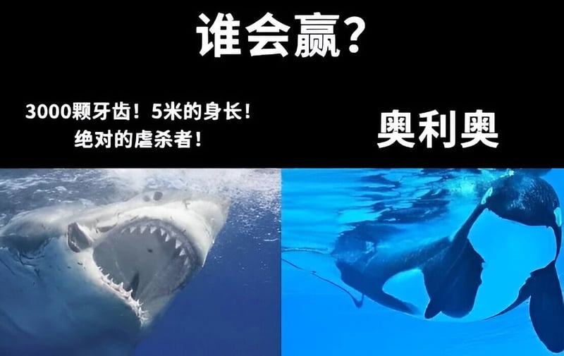 鲨鱼
