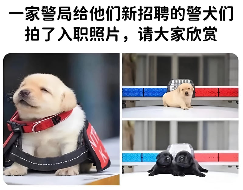 黄色拉布拉多犬