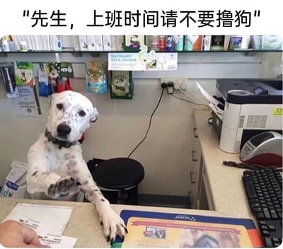 这是一张充满反差感的搞笑梗图，场景设置在类似宠物医院的柜台区域：一只带有黑色斑点的白色狗狗，以类似人类上班族的姿态坐在柜台后方，两只前爪搭在柜台上，其中一只爪子正和柜台前的人手进行互动，神态乖巧温和。图片上方配有中文文字“先生，上班时间请不要撸狗”，通过错位的角色设定——让狗狗扮演“柜台工作人员”，反过来调侃“上班撸狗”的行为，打破了常规职场场景的严肃感，用荒诞的趣味反差制造出幽默效果，十分贴合当下年轻人对职场日常和宠物趣味内容的喜好。