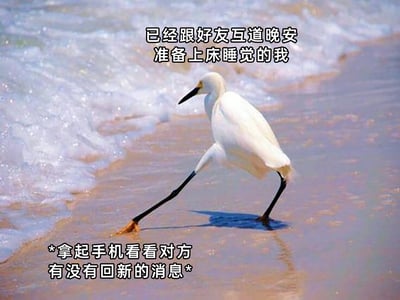 这是一张趣味二次创作梗图，以真实拍摄的海滩白鹭照片为基础，搭配贴合日常社交心理的文字。图中白鹭一只脚稳稳站立在沙滩上，另一只脚试探着伸向海浪，上方配文“已经跟好友互道晚安准备上床睡觉的我”，下方配文“*拿起手机看看对方有没有回新的消息*”，用白鹭即将踏入海浪又带有试探的动作，精准比喻了很多人在和好友互道晚安后，明明准备休息却忍不住反复查看对方是否回消息的真实心理，充满共鸣感，十分搞笑。