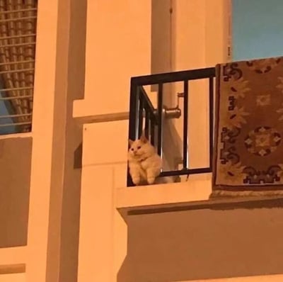 一只白色的猫安静地坐在建筑物的阳台上，身体微微前倾，眼睛看向前方。阳台装有黑色的金属栏杆，旁边放置着一块带有几何图案的棕色地毯。背景中可以看到建筑物的白色墙面和部分窗户，窗户上装有百叶窗。整体画面给人一种宁静、温馨的感觉。