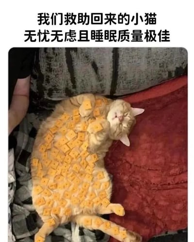 图片展示了一只被救助的橘猫仰卧在沙发上熟睡的场景，猫咪全身被整齐排列的黄色芝士块覆盖，但依然睡得十分香甜。图片上方配有文字'我们救助回来的小猫 无忧无虑且睡眠质量极佳'，幽默地表现了猫咪被救助后的放松状态和超好的睡眠质量。