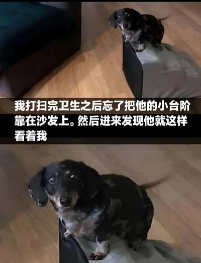 这是一张上下拼接的宠物照片，展示了一只黑色腊肠犬因为主人忘记放台阶而无法跳上沙发的可爱场景。上图是狗狗站在小台阶上抬头看人的全身视角，下图是更近的特写镜头，突出狗狗那双期待又略带委屈的眼睛，仿佛在无声地控诉主人的疏忽。