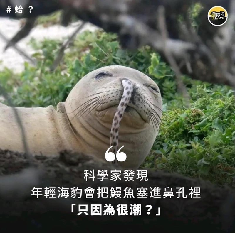 海豹