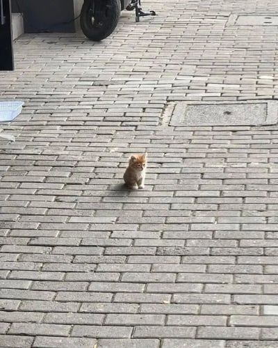 图片中一只小橘猫正蹲坐在由灰色砖块铺成的路面上，身体小巧，毛发呈橘黄色，眼神呆萌地望向一侧，显得格外可爱。背景中可见一辆 scooter 的车轮和左侧地面上的蓝色塑料篮子，整体场景充满生活气息，传递出温馨治愈的感觉。