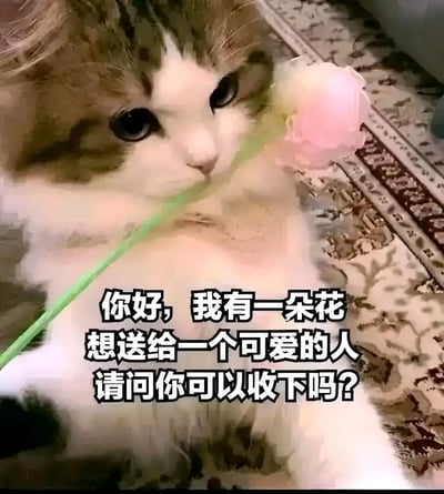 一只棕白相间的猫咪嘴里叼着一朵粉色的花，眼神天真地看着前方。图片下方配有文字："你好，我有一朵花想送给一个可爱的人请问你可以收下吗?"，营造出一种温馨可爱的氛围。猫咪的表情和姿态显得非常无辜和友好，背景是带有花纹的地毯。