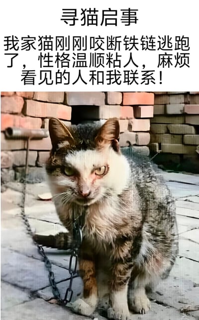 图片上方为寻猫启事文字，内容为“我家猫刚刚咬断铁链逃跑了，性格温顺粘人，麻烦看见的人和我联系！”，下方是一只被铁链拴住的猫的照片。猫的外观凶狠，眼神锐利，毛发粗糙，与文字中“温顺粘人”的描述形成强烈反差，营造出幽默搞笑的效果。