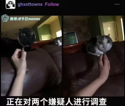 这是一张左右拼接的对比梗图，左侧画面中，手持的镜子与背景里的猫咪头部重合，镜子上的黑色图案看起来像是一只黑猫的脸，制造出有一只黑猫的视觉错觉；右侧画面则展示了真实场景，猫咪趴在沙发上，镜子在它前方，露出了猫咪的真实样貌。图下方配有文字“正在对两个嫌疑人进行调查”，将视觉错觉里的“黑猫”和真实猫咪调侃成两个被调查的嫌疑人，利用视觉错位的反差感制造搞笑效果。