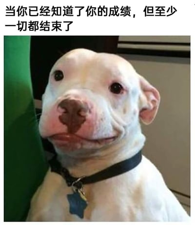 这是一张用于抒发情绪的宠物表情包，属于图文混排的静态图。图片上方配有文字“当你已经知道了你的成绩，但至少一切都结束了”，下方是一只戴着黑色项圈（项圈上挂有星形吊牌）的白色斗牛犬，它嘴角下撇，眼神带着委屈，身体一侧靠着绿色物体，神情中既有得知不理想成绩的难过，又带着考试周期结束后的一丝解脱，生动诠释了学生在查完成绩后的复杂心境，极易引发经历过考试的人的情感共鸣。