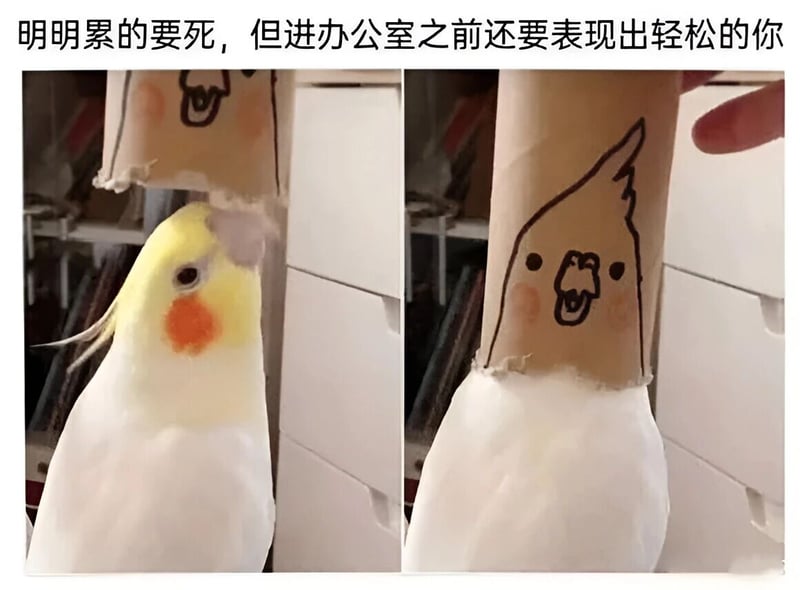 玄凤鹦鹉