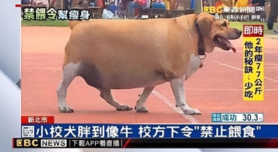 这是一张CBC東森新闻的截图，画面中是一只体型异常肥胖的棕色校犬，正走在红色的跑道上。狗狗腹部圆鼓，四肢显得较短，舌头伸出，表情平静。图片上方有“禁餵令幫瘦身”的标题，右侧黄色框内标注“即時 2年瘦77公斤 他的秘訣：少吃”，底部蓝色新闻条显示“新北市 國小校犬胖到像牛 校方下令"禁止餵食"”，并带有CBC NEWS的标志和“下載APP看直播”的提示。背景中可见模糊的人群和场地设施，推测为学校操场场景。