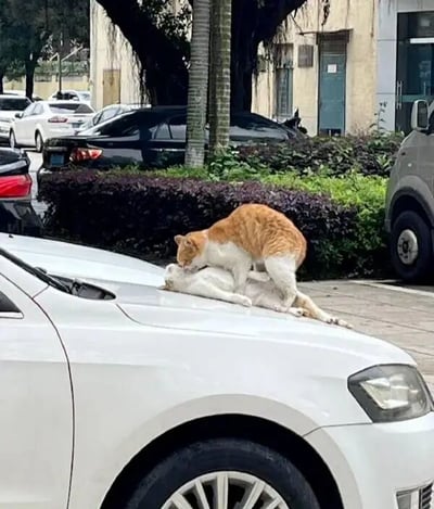 一张街头抓拍的照片，画面中心是一辆停在路边的白色轿车，车顶引擎盖上躺着一只白猫，另一只橘猫正站立在白猫身上，似乎在与其互动。背景可见其他停放的车辆、绿色灌木丛和树木，营造出日常社区的闲适氛围。
