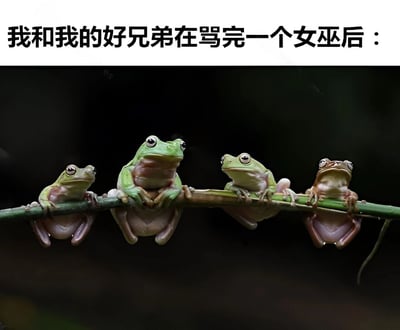 图片上方有黑色文字“我和我的好兄弟在骂完一个女巫后：”，下方是一张实拍照片，四只绿色树蛙并排坐在一根细长的树枝上，身体微微前倾，眼睛圆睁，均看向同一方向，表情警惕，仿佛在做完某件“坏事”后小心观察周围动静，整体营造出一种搞笑又心虚的氛围。