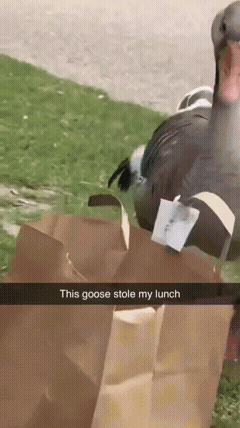 大鹅