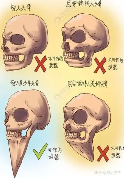 这是一张经过P图改编的趣味对比图，采用上下两排左右对比的图文混排形式，展示了四种古人类头骨的搞笑改编版本：左上为正常造型的智人头骨，右上为正常造型的尼安德特人头骨，左下是被夸张修改下颌骨的智人美少女头骨，右下是尼安德特人美少妇头骨。其中左上、右上、右下的头骨旁都标注了红色叉号和“不可作为武器”的文字，只有左下的智人美少女头骨，其下颌骨被修改成尖锐的长角形状，旁边标注了绿色对号和“可作为武器”的文字。这张图通过“美少女”“美少妇”的称呼结合夸张的头骨造型制造荒诞笑点，属于对古人类科普内容的趣味二次创作，运用了夸张的视觉改编手法来达成搞笑效果。