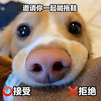 图片为一只狗狗的特写镜头，狗狗有着大大的圆眼睛和粉色的鼻子，表情看起来可爱又无辜，正抬头看向镜头。图片上方有文字“邀请你一起啃拖鞋”，下方左侧有红色圆圈标注的“接受”，右侧有红色叉号标注的“拒绝”，整体营造出一种幽默俏皮的氛围，通过狗狗可爱的外表与“啃拖鞋”这一略带调皮的邀请形成反差萌。