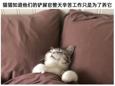 这张图片是一张趣味宠物梗图，画面主体是一只灰白相间的猫咪，它像人类一样躺在铺着深棕色床品的床上，靠在两个枕头中间，爪子搭在被子上，双眼紧闭、仰头向上，表情满足又惬意，仿佛在安心享受舒适的休憩时光。图片顶部配有文字“猫猫知道他们的铲屎官整天辛苦工作只是为了养它”，用拟人的玩梗方式，调侃猫咪仿佛完全知晓铲屎官的辛劳，却心安理得地享受这份供养，精准戳中养宠人群在日常里的趣味反差感，充满治愈又搞笑的氛围。