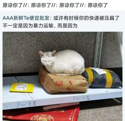 这是一张带有搞笑调侃性质的图文内容，上方依次呈现两段文字：第一段是重复四次的“原谅你了//:原谅你了//:原谅你了//:原谅你了”，第二段是账号“AAA新鲜Te便宜批发”发布的内容：“或许有时候你的快递被压扁了不一定是因为暴力运输，而是因为”，以此引出下方的实拍配图。配图场景为快递存放点的货架，一只白色带浅灰毛的猫咪闭着眼睛，惬意地蜷缩趴在一个被压扁的棕色快递盒上，该快递盒印有“春光”标识；货架上还摆放着黄黑相间的包裹与黄色小快递袋，货架边缘写有“3-8层”“3-8会”的字样，货架下方有红底带福字的垫子。图片中间偏下位置带有“沙雕群619629743”的水印。整个内容通过猫咪压在快递上的画面，幽默地为快递被压扁提供了“另类原因”，制造出轻松搞笑的趣味效果。