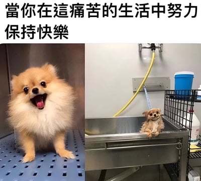 这是一张左右对比的梗图，左侧是一只毛发蓬松的博美犬，张着嘴露出舌头，表情非常开心；右侧是同一只狗，毛发湿哒哒地贴在身上，坐在金属水槽中，表情显得有些委屈和无奈。图片上方配有文字“當你在這痛苦的生活中努力保持快樂”，通过狗狗洗澡前后的反差，幽默地表达了人们在艰难生活中努力维持乐观态度的状态。
