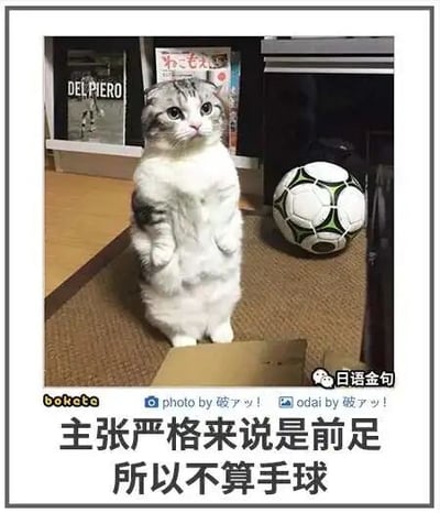 这是一张顶配底文的静态单图，属于文字加注的原始拍摄梗图。画面主体是一只灰白相间的短毛猫，它直立在地面上，双前爪收拢在胸前，面部表情无辜，眼神略带茫然，猫咪身旁放置着一个黑白绿配色的足球。图片底部配有中文文字“主张严格来说是前足 所以不算手球”，玩了足球比赛中的手球规则梗，将猫咪的前足类比为人类的手，用一本正经的辩解制造出反差幽默效果。图中还带有多处水印：左下角是日本搞笑配文网站“bokete”的标识，右下角是微信公众号“日语金句”的标识，底部中间标注了该图的拍摄及配文作者为“破ァッ！”。