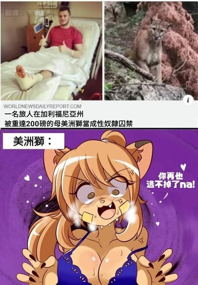 这是一张拼接式的恶搞梗图，整体分为上下两个区域：上半部分由两张真实照片和新闻文字组成，左侧是一位脚部缠着绷带、坐在病床上面带微笑比出双拇指的男性，右侧是一只站在野外地面、眼神严肃的母美洲狮，照片下方配有来自WORLDNEWSDAILYREPORT.COM的假新闻文字“一名旅人在加利福尼亚州被重达200磅的母美洲狮当成性奴隶囚禁”；下半部分是基于这只母美洲狮创作的拟人化卡通形象，是一位拥有兽耳、兽爪等美洲狮特征的女性角色，她脸颊带伤贴有创可贴，满脸潮红带泪，露出兴奋又偏执的病娇神情，伸手做出禁锢的姿态，配文“你再也逃不掉了na!”，用二次元风格将荒诞假新闻进行趣味化演绎，制造出真实新闻与二次元创作的反差荒诞感。