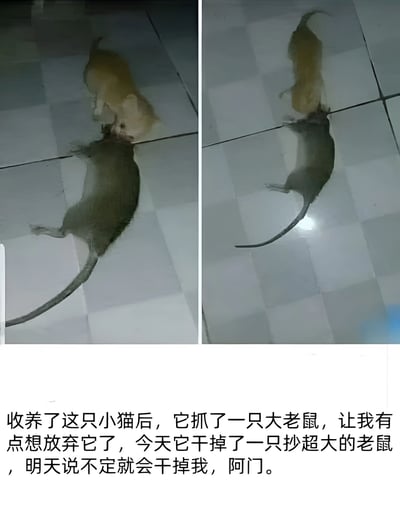 这是一张左右对比的双图拼接图，展示了一只黄色小猫抓到一只体型相当大的老鼠的场景。左图中，小猫正用嘴叼着大老鼠的头部；右图则单独展示了这只被捕获的大老鼠，其体型几乎与小猫相当。图片下方配有文字：'收养了这只小猫后，它抓了一只大老鼠，让我有点想放弃它了，今天它干掉了一只抄超大的老鼠，明天说不定就会干掉我，阿门。' 图片通过夸张的对比和幽默的文字表达了主人对猫咪捕猎能力过强的调侃式担忧。