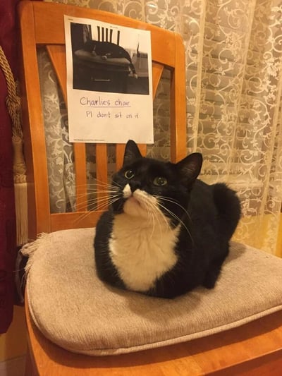 一只黑白相间的猫咪（疑似名为查理）正坐在一把木质椅子的浅色坐垫上，仰头向上望，表情显得有些好奇。椅子靠背上贴着一张手写告示，告示上方是一张猫咪趴在椅子上的黑白照片，下方文字内容为'Charlie's chair. Pl don't sit on it'（查理的椅子，请勿坐），其中'Pl'可能是'Please'的拼写错误。整个场景展现了猫咪通过主人的告示'霸占'专属座椅，而自己却惬意占据的有趣画面，充满生活气息和萌宠的可爱幽默感。