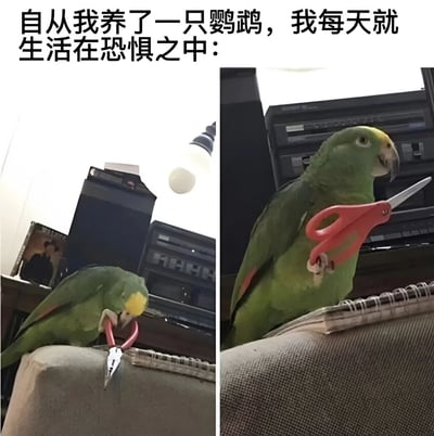 这是一张双图拼接的搞笑梗图，展示了一只绿色鹦鹉带来的"恐惧"。左图中鹦鹉正用爪子抓着一把钳子，右图中鹦鹉则握着一把红色剪刀，配上文字"自从我养了一只鹦鹉，我每天就生活在恐惧之中："，通过鹦鹉操作危险工具的反差萌制造幽默效果。