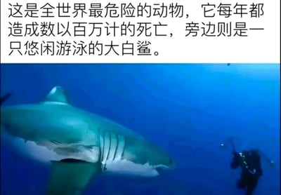 图片上半部分为白色背景黑色文字：“这是全世界最危险的动物，它每年都造成数以百万计的死亡，旁边则是一只悠闲游泳的大白鲨。”下半部分是一张水下摄影图，画面中央是一条体型庞大的大白鲨，身体呈灰绿色，腹部白色，正张开嘴在蓝色海水中游动，右下方有一名穿着潜水装备的潜水员，体型相对鲨鱼显得很小。图片通过文字与视觉的反差制造讽刺效果，暗示“全世界最危险的动物”实际上是人类，而非通常被认为危险的大白鲨。