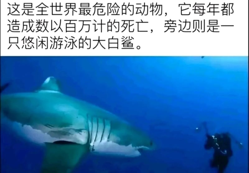 大白鲨