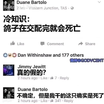 这是一张经过汉化的国外社交平台（推测为Facebook）截图梗图：用户Duane Bartolo发布了一条离谱的“冷知识”——“鸽子在交配完就会死亡”，网友Jimmy Jewitt看到后评论询问“真的假的？”，而发布者Duane Bartolo的回复“不确定，但是我干的这只确实是死了”将荒诞感拉满，把自己弄死鸽子的行为和编造的冷知识强行绑定，制造出无厘头的搞笑效果。