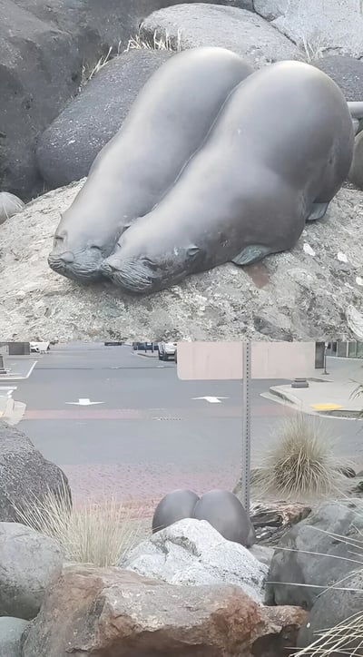 图片展示了两座灰色的海豹雕像并排趴卧在一块大型岩石上，雕像形态写实，头部相靠，表情平静。背景中可见更多大小不一的岩石，岩石缝隙中有稀疏干草。雕像下方是一条街道，路面标有白色箭头，远处停有几辆汽车，街边有低矮的建筑物轮廓。前景有较小的岩石和干枯的草丛，整体场景呈现出户外公共场所的自然与人文结合的氛围。