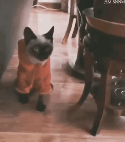 这是一段GIF动态图，画面展示了一只穿着橙色小衣服的暹罗猫，在室内的木质地板上慢慢走动。猫咪的神态懵懂，小短腿迈步的样子软萌可爱，整体氛围治愈温馨，没有双关、谐音梗等特殊含义，只是记录宠物的日常可爱瞬间。