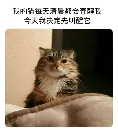 图片上方有两行黑色文字：'我的猫每天清晨都会弄醒我 今天我决定先叫醒它'，下方是一张猫咪的照片。猫咪毛发呈棕白相间，眼睛睁大，表情看起来有些惊讶和困惑，正从浅色的毯子中探出头来，背景是浅色的墙壁和深色的家具。整体营造出一种主人与猫咪之间有趣互动的温馨又搞笑的氛围。