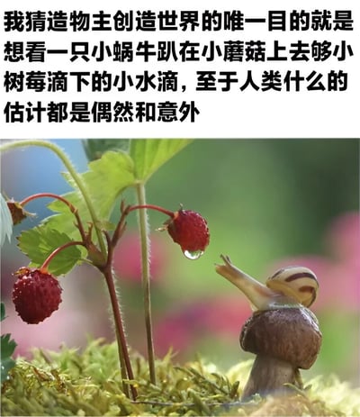 图片上半部分为黑色文字：“我猜造物主创造世界的唯一目的就是想看一只小蜗牛趴在小蘑菇上去够小树莓滴下的小水滴，至于人类什么的估计都是偶然和意外”。下半部分是一张自然微距照片，画面中心一只带有棕色条纹壳的小蜗牛趴在棕色蘑菇顶上，身体向前伸展，触角微微抬起，正努力够向旁边红色小树莓上悬挂的一颗晶莹水滴。背景是模糊的绿色植物和粉色花朵，前景有绿色苔藓，整体色调清新自然，营造出一种可爱又充满想象力的场景。