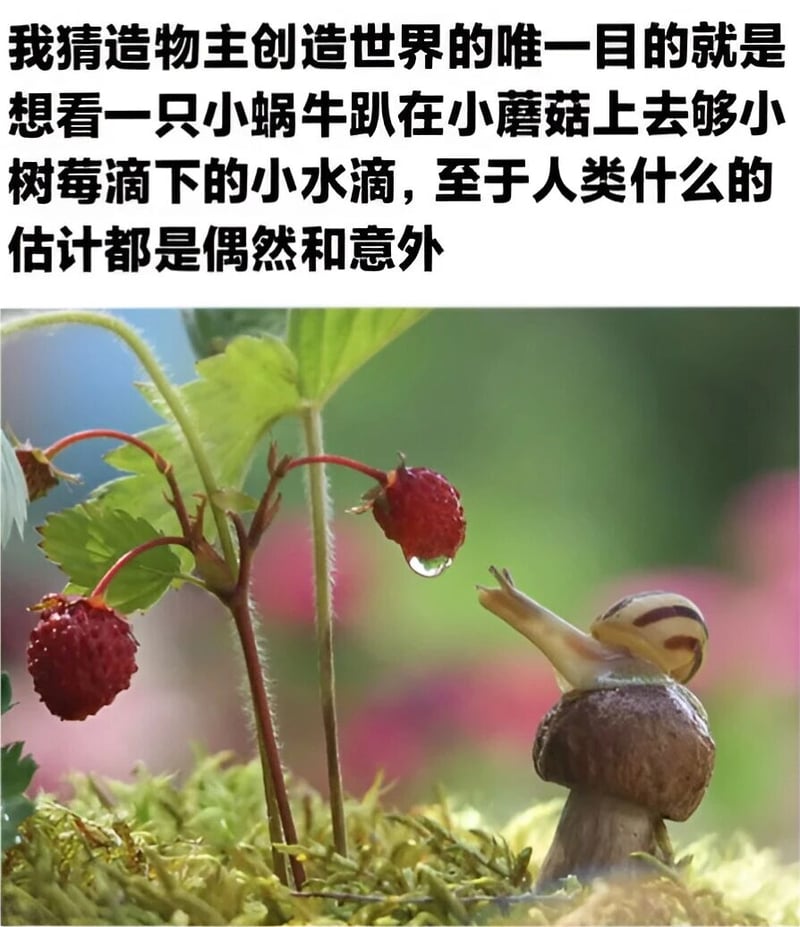蜗牛