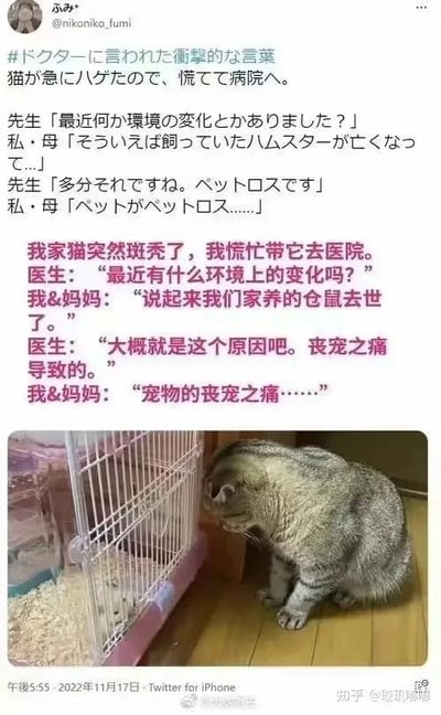 这是一张图文混排的社交媒体截图，内容分为上下两部分：上半部分是日文对话搭配中文翻译，讲述主人家的猫咪突然斑秃，主人慌忙带它去医院就诊，医生询问近期环境变化，主人提到家中饲养的仓鼠刚刚去世，医生判断猫咪斑秃是因为‘丧宠之痛’导致的，主人和妈妈对此感到疑惑又好笑；下半部分是一张实拍照片，一只秃了一块的猫咪蹲在空的仓鼠笼子前，低头看向笼子，呼应了上方的对话内容。这个内容的笑点在于医生将猫咪对仓鼠离世的情绪反应定义为‘丧宠之痛’，这种拟人化的诊断让整个场景既暖心又充满趣味。