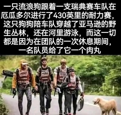 图片上半部分为文字描述，讲述一只流浪狗因队员给的一颗肉丸，跟随瑞典赛车队在厄瓜多尔完成了430英里的耐力赛，穿越亚马逊野生丛林并在河中游泳。下半部分是一张照片，四名穿着赛车背心的队员在公路上行走，旁边跟着一只金毛色的流浪狗，背景是绿色的丛林。