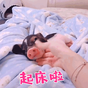 可爱小猪被温柔叫醒的萌系动图