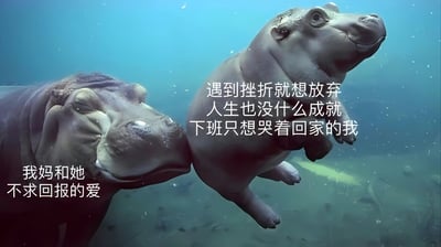 图片展示了两只河马在蓝色的水下场景中，左侧河马体型较大，旁边配有文字“我妈和她不求回报的爱”；右侧河马体型稍小，抬头向上，旁边配有文字“遇到挫折就想放弃人生也没什么成就下班只想哭着回家的我”。通过河马母子的形象对比，幽默又心酸地表达了母亲无私的爱与自己面对生活挫折时的沮丧情绪。