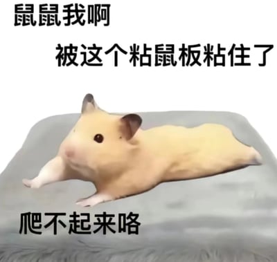 图片中是一只浅黄色的仓鼠，四肢摊开平躺在灰色的粘鼠板上，身体被完全粘住，呈现出无法动弹的姿态。图片上方有文字“鼠鼠我啊”，中间是“被这个粘鼠板粘住了”，下方为“爬不起来咯”。整体通过仓鼠被粘住的可爱又无奈的形象，结合“鼠鼠”这一网络流行的自嘲式称呼，以幽默的方式表达陷入困境、无法摆脱的状态。
